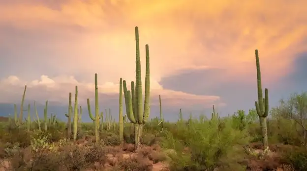 Arizona-Style Sonoran Hot Dog Recipe